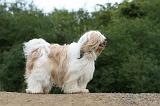 TERRIER DU TIBET 207